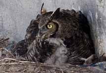 (Photo - Owl hatchlings)