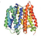 (Photo - Bacterial protein EmrD)