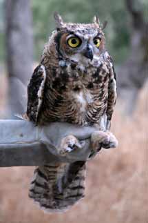 (Photo - Great Horned Owlet)
