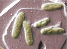 (Photo - Bacteria)