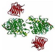 (Image - neuroligin-1/bb-neurexin complex)