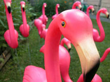 (Photo - flamingo)
