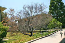 (Photo - Oak tree)