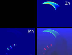(Image - X-Rays Reveal Single-Atom Metal Deposits in Spider Fangs)