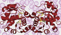 (Image - Steap3 protein domain structure)