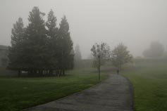 (Photo - The SLAC Green on a foggy day)