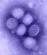 (Photo - H1N1 flu virus)