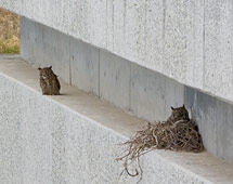 (Photo - owls nesting on SLAC End Station B)