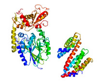 (Image - structure of two Thermotoga proteins