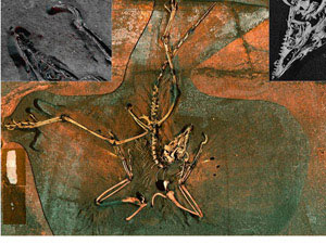 (Photo - Scan of Archaeopteryx Fossil)