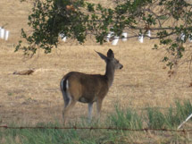 (Photo - doe by Sand Hill Road)