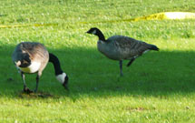 (Photo - two Canada geese)