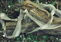 (Photo - rattlesnake skin)