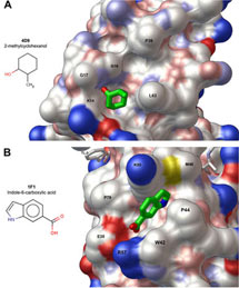 (Image - HIV protease surface with new binding sites)