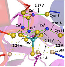 (Image - copper-binding region of TM)